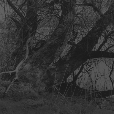 Old Man Willow cover